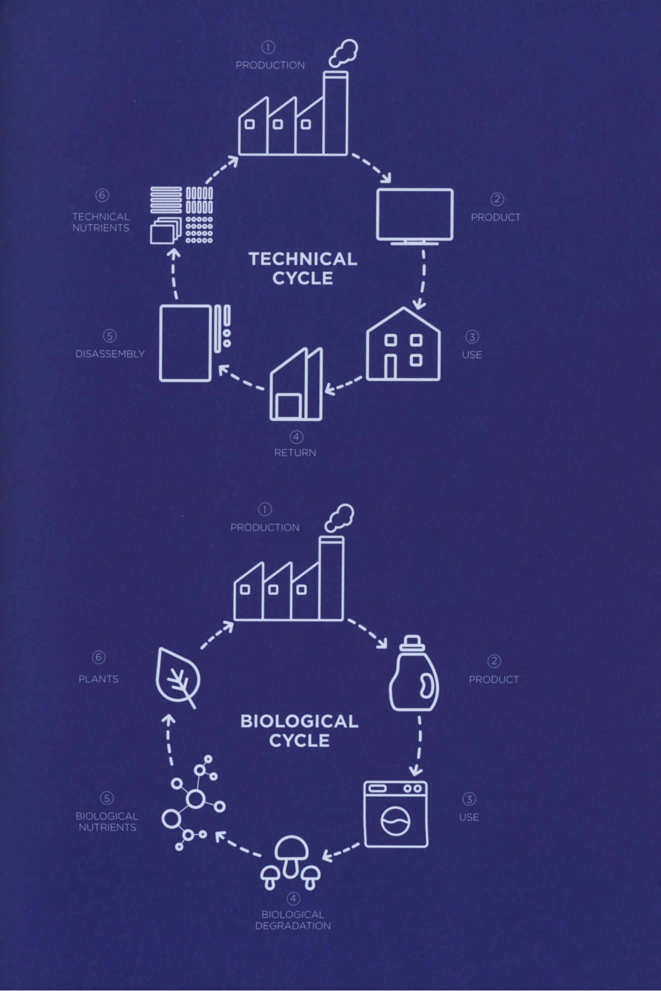 The technical cycle and the biological cycle: production, product, use, return or biological degradation, disassembly or biological nutrients, and technical nutrients or plants