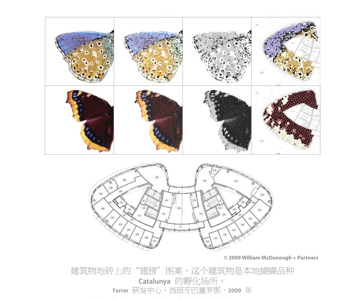 Butterfly wing patterns translated into floor plans